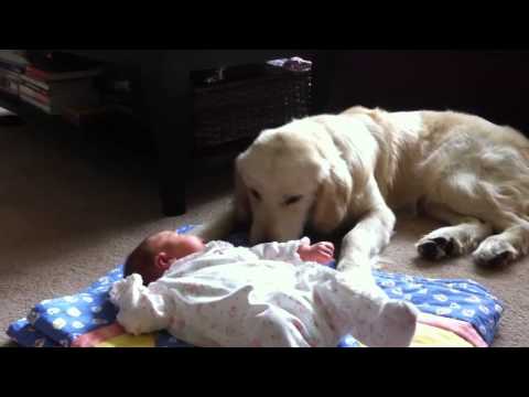 Golden Retriever Babysitting Newborn