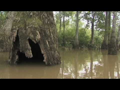 Black Swamp - Exploring Arkansas (AETN)