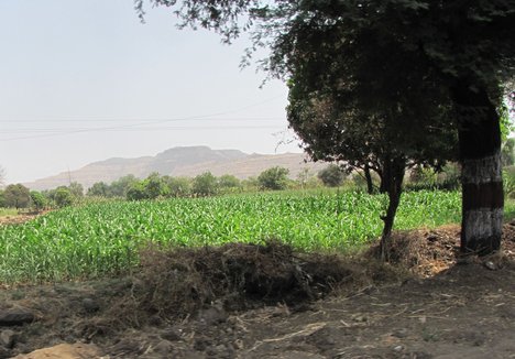 maize crop in the field - agriculture - India