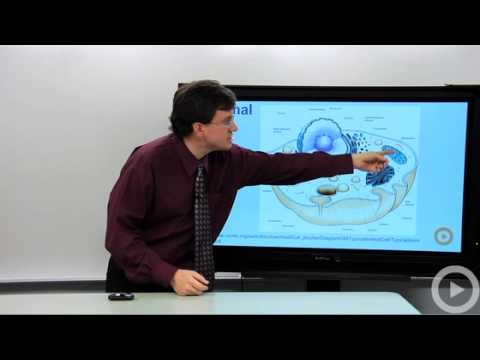 Eukaryotic Cells