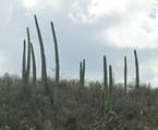 Cactus -Growth habit