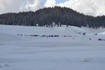 Tourists walk through a snow-covered landscape in Gulmarg, about 55 kms north of Srinagar, on February 29, 2012. Gulmarg is the main ski destination in Kashmir and hundreds of foreigners visit the slopes.