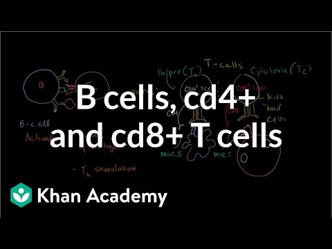 Review of B cells, CD4+ T cells and CD8+ T cells