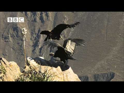 Earthflight - Condor Flight School (Narrated by David Tennant)