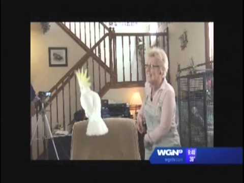 Irena and Snowball(R) on WGN-TV News