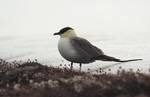 Long-tailed Ska in addition to humans, four primarily terrestrial mammalian species inhabit the archipelago: the Arctic Fox, the Svalbard reindeer, polar bears and accidentally introduced Southern Vole—which is only found in Grumant