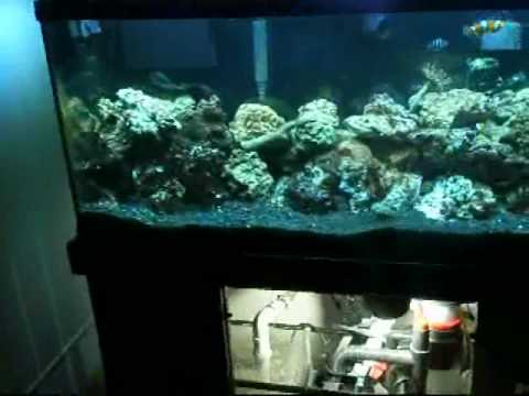 55 Gallon Saltwater Reef Tank And Sump Tour! Update!(Video # 2). 4 weeks old! (Narrated)