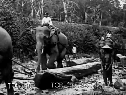 Teak Logging With Elephants In Siam 1925