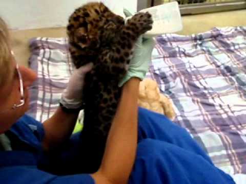 Birth of Rare and Endangered Amur Leopard is a First at Jacksonville Zoo and Gardens