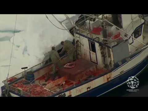 2010 Canada Seal Hunt: Raw Footage from the Ice