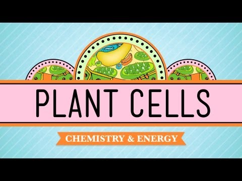 Plant Cells: Biology #6