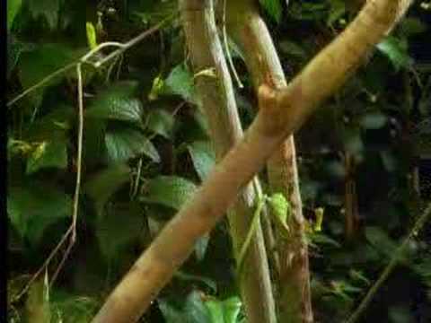 Tree and plant life in the jungle - David Attenborough - BBC wildlife