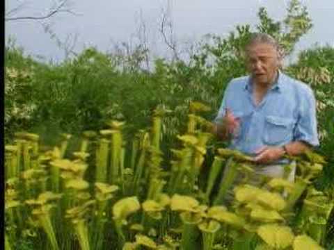 Venus fly trap - The Private Life of Plants - David Attenborough - BBC wildlife