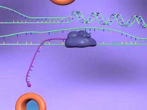 Gene Expression