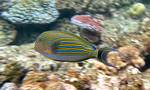 A Striped Surgeon fish amongst the coral on Flynn Reef. More than 1,500 fish species live on the reef, including the clown fish, red bass, red-throat emperor, and several species of snapper and coral trout