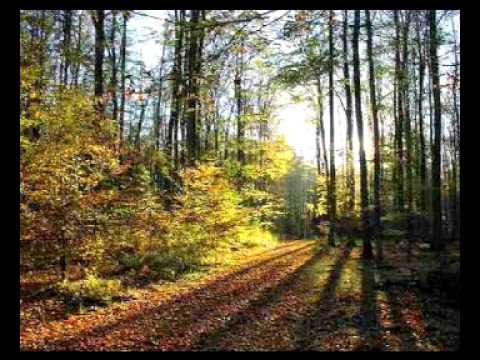 Johann Strauss II. - Geschichten aus dem Wiener Wald (Walzer, op.325)