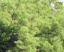 A big neem tree - environment  - nature