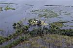 A camp is seen on an island near cypress trees killed by saltwater intrusion in wetlands near Houma, La., Wednesday, July 28, 2010.