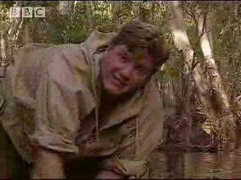 Making natural Mosquito Repellent - Ray Mears Extreme Survival - BBC