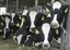 A lineup of holsteins feeds at Conant's Riverside Farm in Richmond, Vt., Monday, April 3, 2006. Medium-sized farms are expected to face stricter anti-pollution rules this spring and in the fall designed to reduce the amount of phosphorus that ends up in the state's waterways. The Agency of Agriculture's new rules will require the roughly 200 farms, defined as having 200 to 699 cows, to develop nutrient management plans and better manure storage.