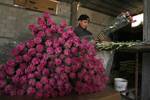 A Palestinian worker harvests carnations at a flower farm in Rafah in the southern Gaza Strip on February 15, 2012 after Israel granted special approval for exporting limited quantities of Palestinian flowers from the Gaza Strip to the European market. Sealed off from the outside world, Gaza's farmers are entering their fifth year of export restrictions, imposed by Israel after the Islamist Hamas party took control of the impoverished strip. Photo by Ahmed Deeb/WN