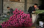 A Palestinian worker harvests carnations at a flower farm in Rafah in the southern Gaza Strip on February 15, 2012 after Israel granted special approval for exporting limited quantities of Palestinian flowers from the Gaza Strip to the European market. Sealed off from the outside world, Gaza's farmers are entering their fifth year of export restrictions, imposed by Israel after the Islamist Hamas party took control of the impoverished strip. Photo by Ahmed Deeb/WN