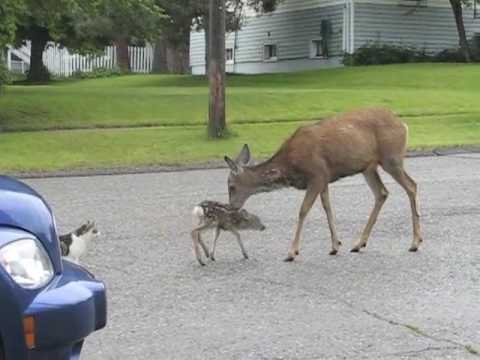 Cranbrook Deer