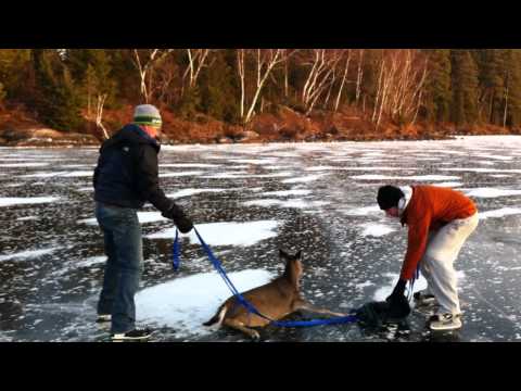 Deer Rescue on Black Sturgeon Lake, Kenora, Ontario