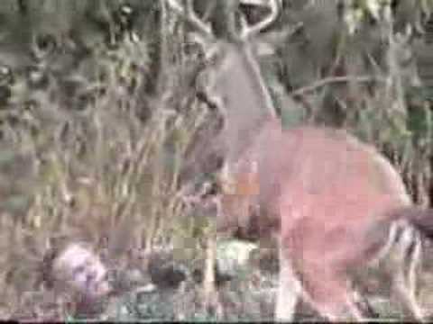 Deer Gets Revenge on Hunter