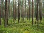 Pine forest from 1831 feudalism was abolished in the Kingdom of Hanover and those heathland areas that were common land for the villages were divided amongst the individual farmers.