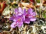 Arctic Rhododendron (Rhododendron lapponica). Pine forests at the lowest elevations give way to mountain birch higher up, and finally willow and dwarf birch on the open alpine tundra.