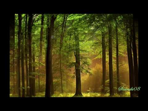 A Walk in the Forest by Yiruma (Relaxing Music) HD