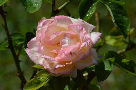 A rose flower from the largest rose garden in Asia, which started in year 1967, "Zakir Rose Garden" is spread across a vast area of 17 acres. It exhibits all kinds of rose plants numbering up-to 1,600 plant varieties. The Rose garden serves as the venue for hosting the annual festival of gardens, a major cultural event in the heart of the green Chandigarh, India, 10th October 2011.