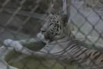 White Tiger at Alipore Zoo in Kolkata in Eastern India City