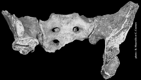 Figure 1 - Le sacrum de Regourdou 1 en connexion anatomique avec les iliums droit et gauche.<br/><em>Figure 1 - The sacrum of Regourdou 1, associated with the two ilia.</em>