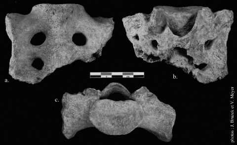 Figure 2 - Le sacrum de Regourdou 1.<br/><em>Figure 2 - The sacrum of Regourdou 1.</em>