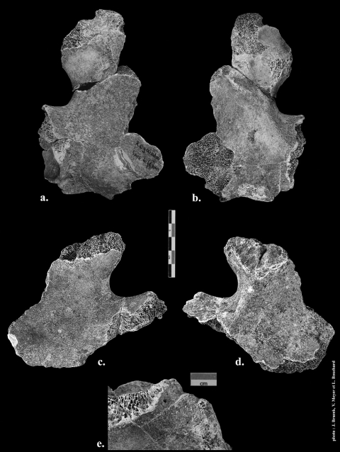 Figure 3 - Les iliums de Regourdou 1.<br/><em>Figure 3 - The ilia of Regourdou 1.</em>