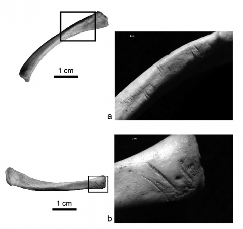 Figure 3 - Deux exemples de clavicules droites de marmotte (<em>Marmota marmota</em>) issues de l’ensemble faunique du niveau 1a.<br/><em>Figure 3 - Two examples of right marmot (</em>Marmota marmota<em>) clavicles selected from the faunal assemblage of layer 1a.</em>