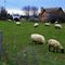 Grazing Sheep At  Alder Point-Cape Breton Island