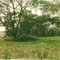 Foreshore, Wattle Point, Lake Victoria