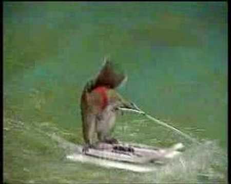 Squirrel Waterskiing