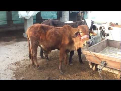 Using Bio Gas Plant Generating Electricity Organic Fertilizer for growing Crops 20 Feb 2012 Pakistan