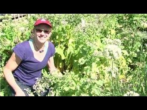 Tomato Gardening : How to Best Fertilize Vegetables?