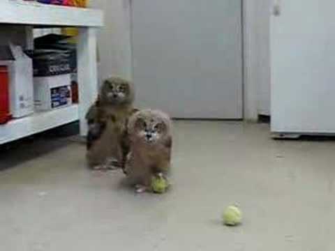 owl tennis