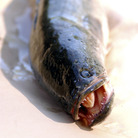 A captured snakehead in Wheaton, Md., in 2004.