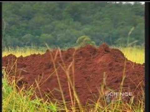 Giant Ant Colony