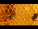 Burt's Bees Colony Collapse Disorder (CCD), Honey Bees Dying