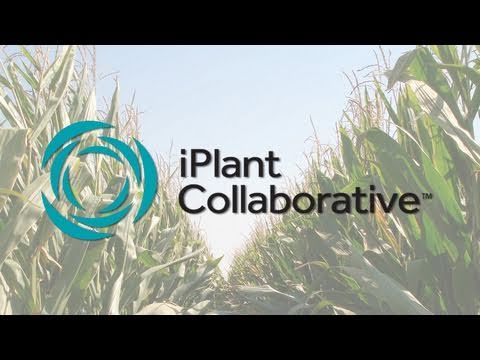 iPlant Genotype to Phenotype