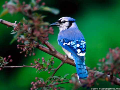 The sounds of spring - bird songs