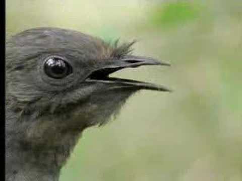 Amazing! Bird sounds from the lyre bird - David Attenborough - BBC wildlife